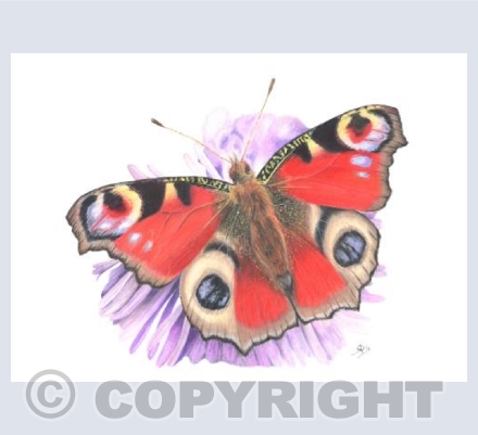 Wonderful Wildlife - Peacock Butterfly