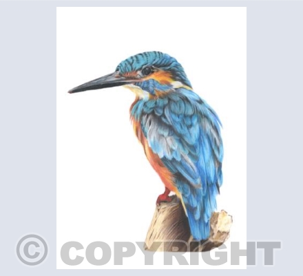 Wonderful Wildlife - Kendal The Kingfisher