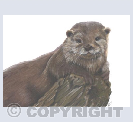 Wonderful Wildlife - Otterley Adorable