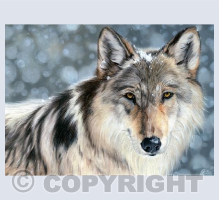 Wonderful Wildlife Collection - Enigma