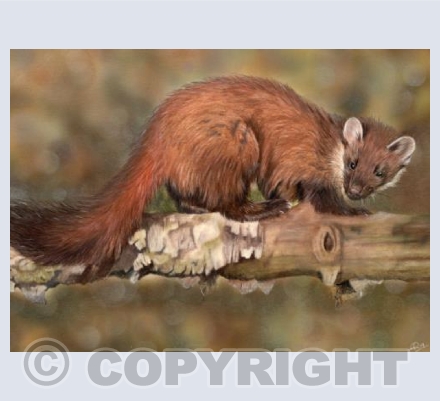 Wonderful Wildlife Collection - Endurance