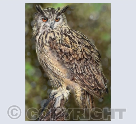 Wonderful Wildlife Collection - Imperial