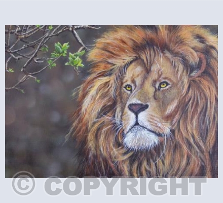 Wonderful Wildlife - Rory Red King