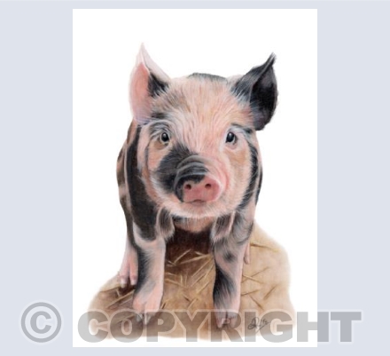 Barnyard Babes Collection - Portia The Piglet