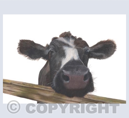 Barnyard Babes - Muriel the Curious Calf
