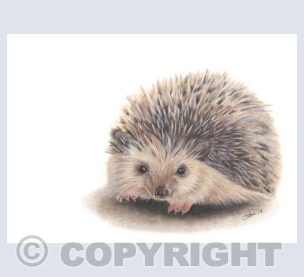 Hedgerow Honeys - Huggy The Hedgehog