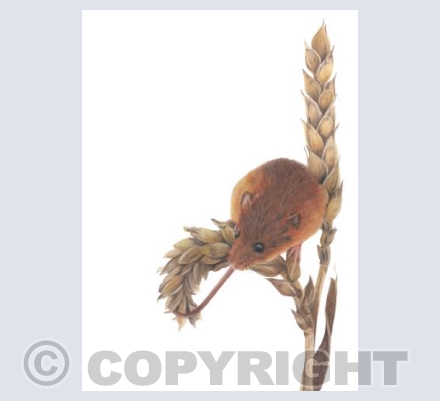 Hedgerow Honeys - Harvey The Mouse