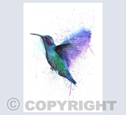 Colour Splash Collection - Hummingbird