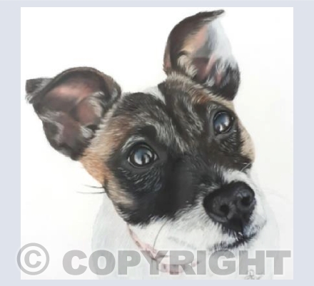 Cassie - Doggy Delights Collection