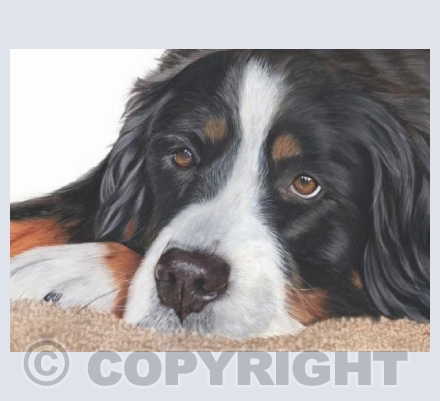 Beau the Bernese