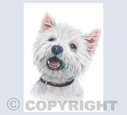 Bob the Westie