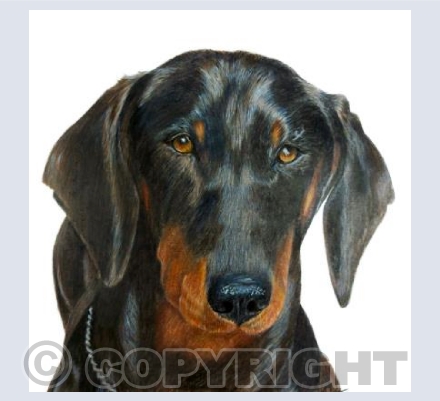 Rory the Dachshund