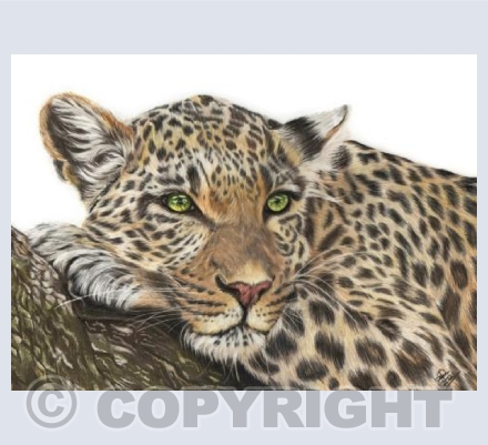 Kutamka - Leopard