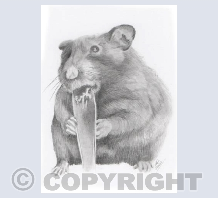 Harriet the Hamster