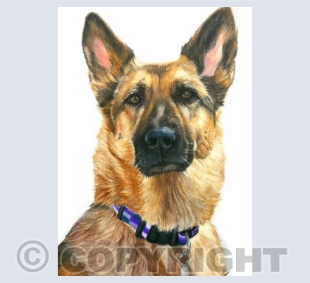 Tegan the German Shepherd