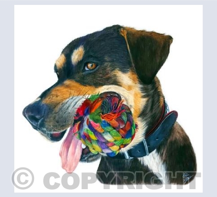 Hector the Rottie Mix
