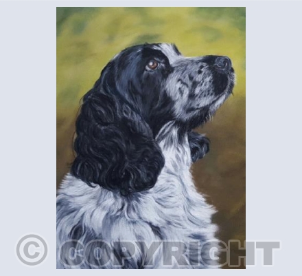 Jasper the Cocker Spaniel