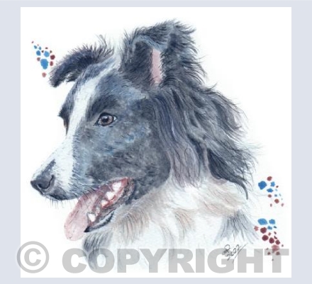 Blue the Collie