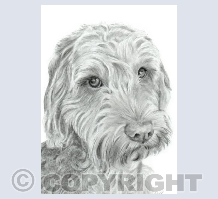 Annie the Cockerpoo