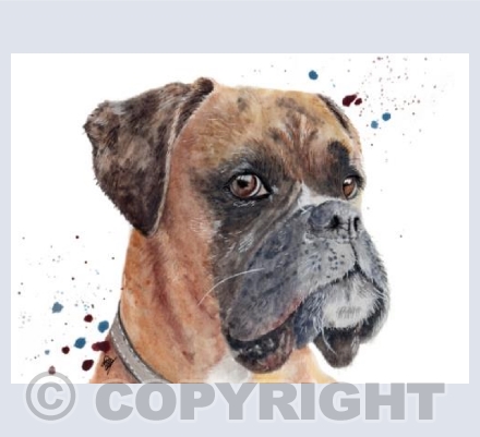 Bert the Boxer Dog