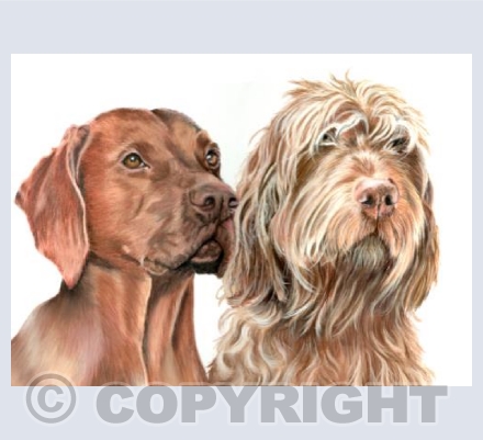 Frank and Walter - Vizslas