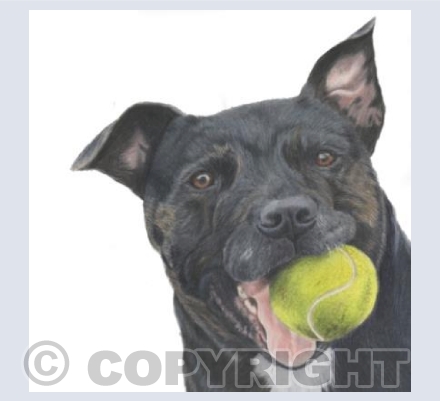 Lottie the Staffie
