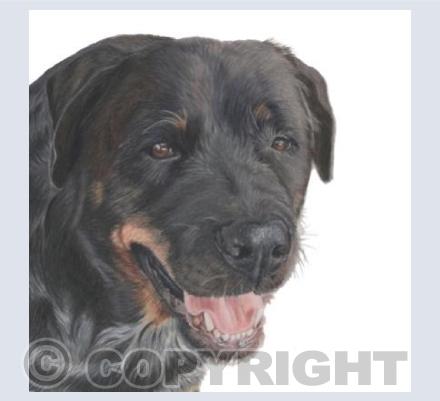 Ronnie the Rottie
