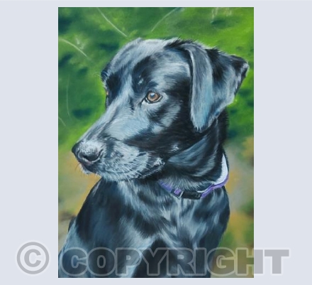 Jess the Black Lab