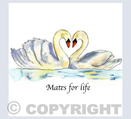 Mates for life