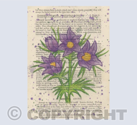 Wood Anemone Vintage Page
