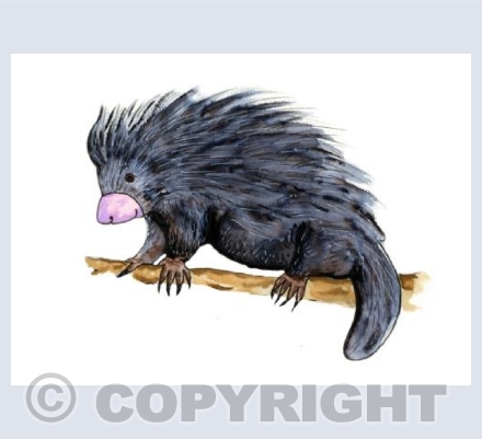 Porcupine
