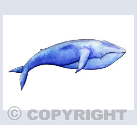 Blue Whale