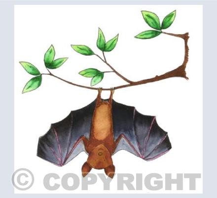 Bat