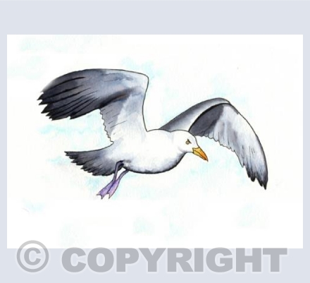 Seagull