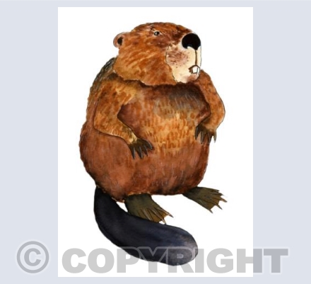 Beaver