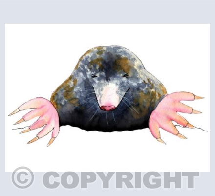 Mole