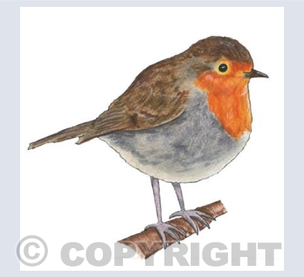 Robin