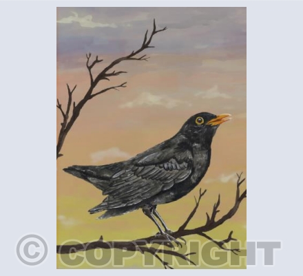 Blackbird sunrise