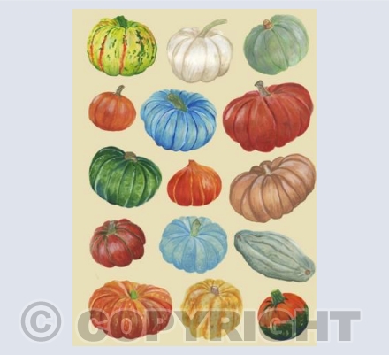 Pumpkins Galore