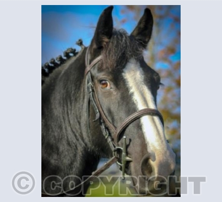 Dolly - Horse of the Year 2017