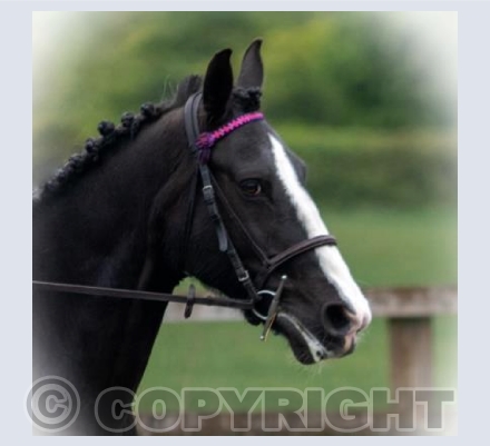 Dolly - Horse of the Year 2017