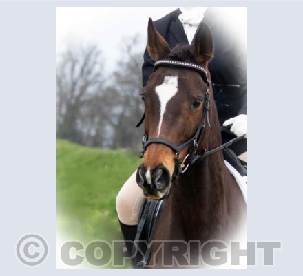 Queens Forester 'Twiggy'