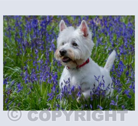 Westie in West Woods