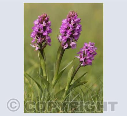 Southern Marsh Orchid