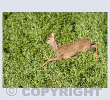 Leaping Roe Deer