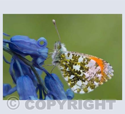 Orange Tip on Bluebell