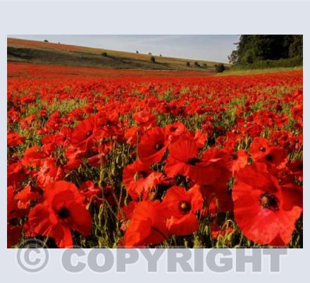 Poppies