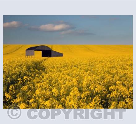 Field of Gold