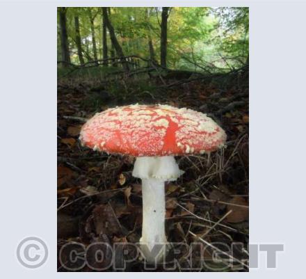 Fly Agaric
