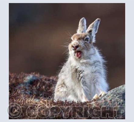 Mountain Hare
